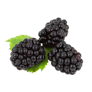 Blackberry PNG-26581